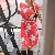 Avyanna, 35, Destin