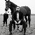 Feroz, 30, Netherlands