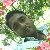 Sahidul Islam, 35, Sinop