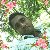 Sahidul Islam, 35, Rosetta
